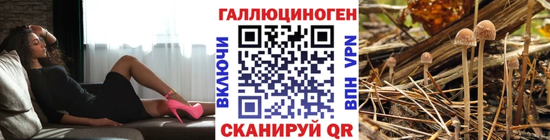 Псилоцибиновые грибы Psilocybine cubensis  Колпашево 