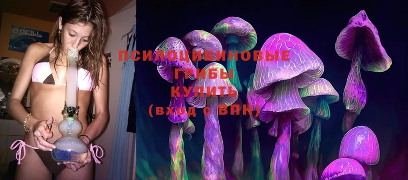 Галлюциногенные грибы Psilocybe  купить наркотики сайты  Колпашево 